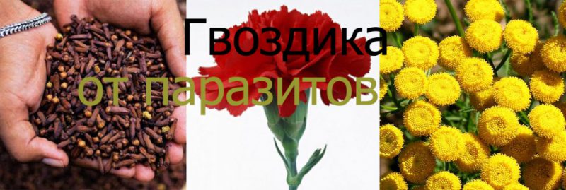 гвоздика от паразитов