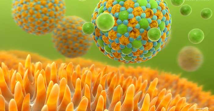 Холестерин у женщин Холестерин у женщин