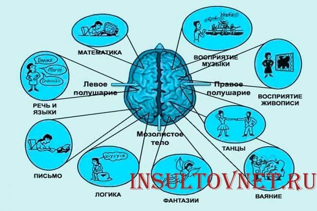 За что отвечает мозг