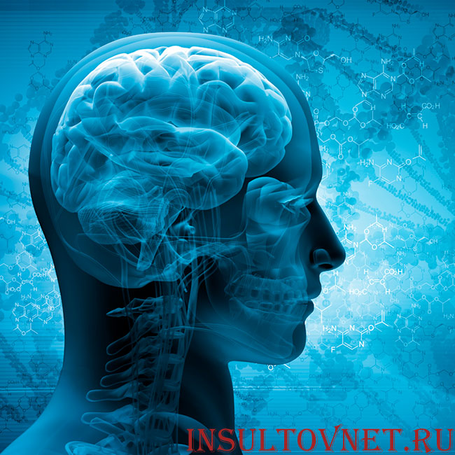 головной мозг
