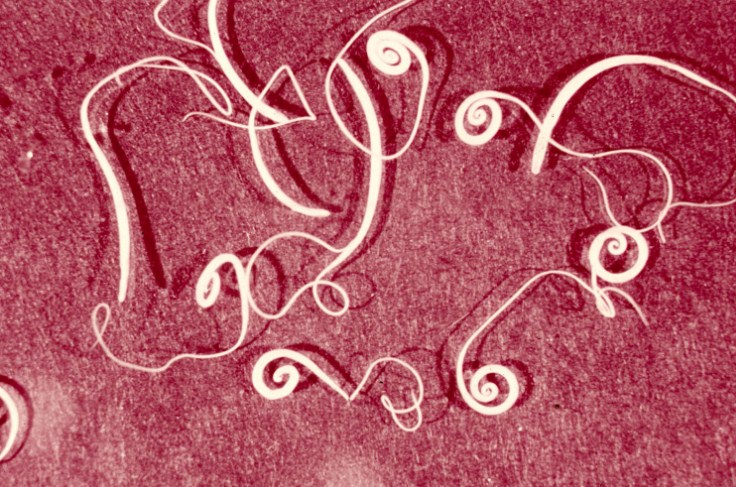 глистная инвазия