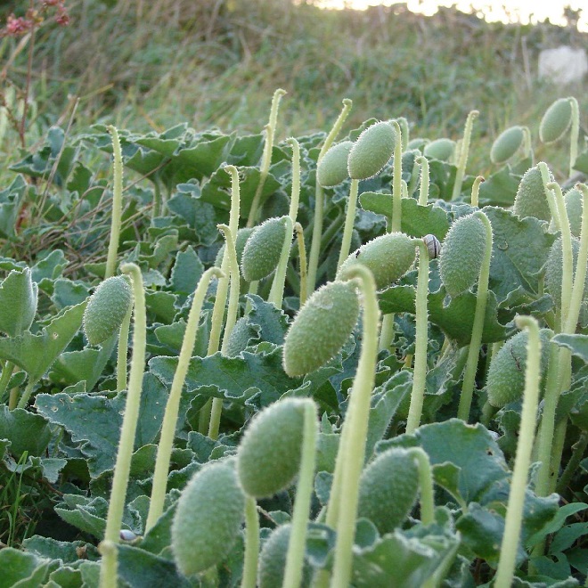 Поды и трава бешеного огурца