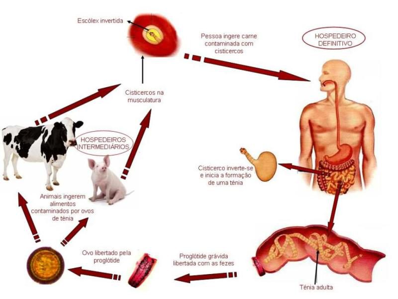 развитие бычьего цепня