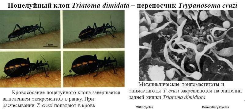 Жизненный цикл