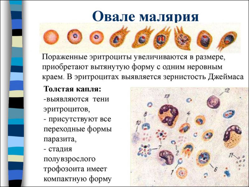 Малярия овале