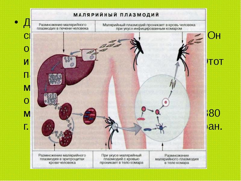 жизненный цикл малярийного плазмодия