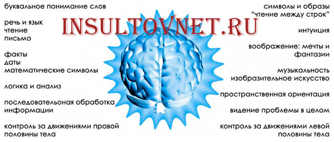 функции полушарий