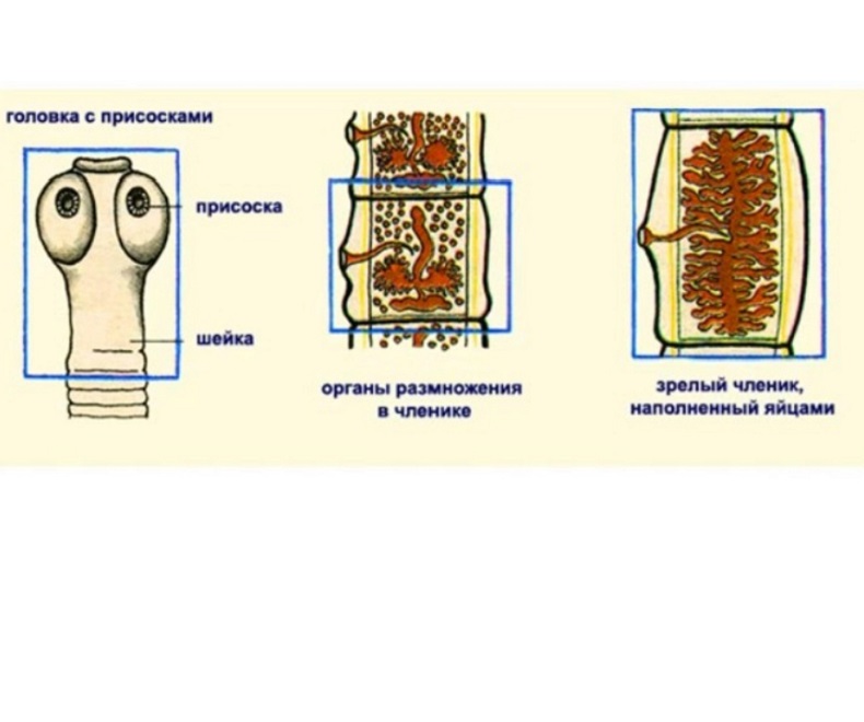 Строение цестоды