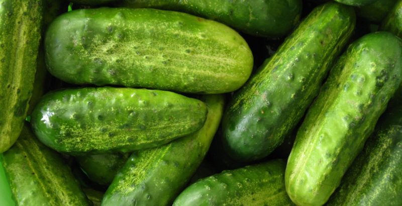 свежие огурцы