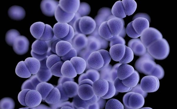 Staphylococcus aureus