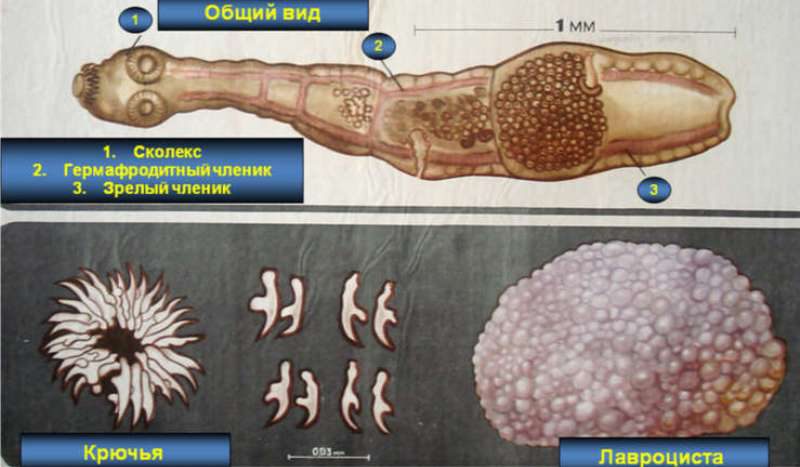 общий вид Альвеококка