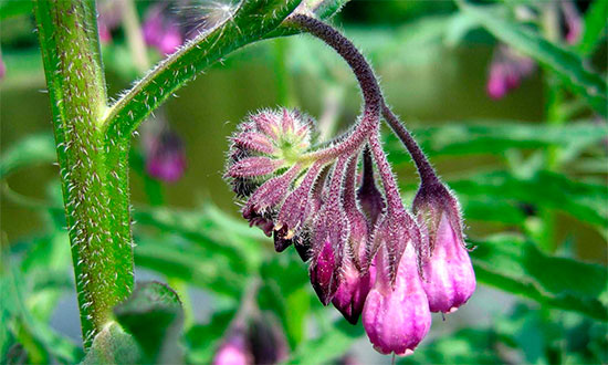 Виды и способы применения мазей при грыже поясничного отдела позвоночника
