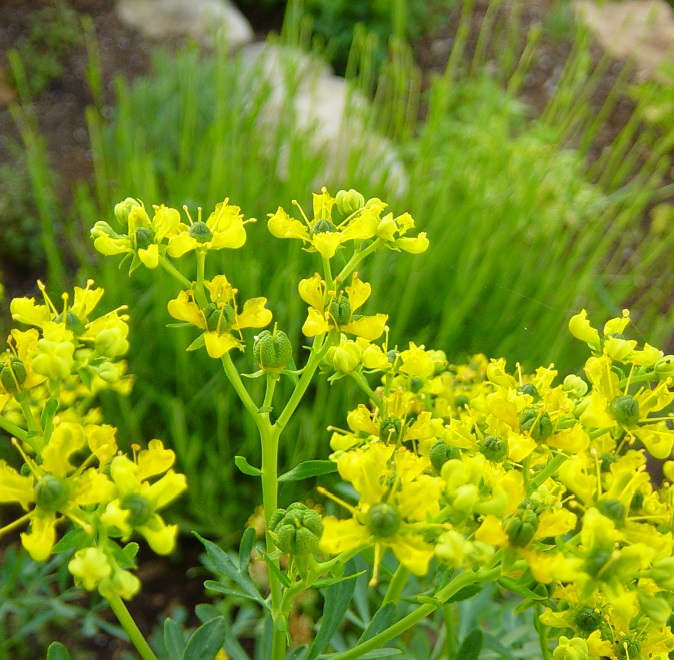 Рута пахучая - средство от токсоплазмоза