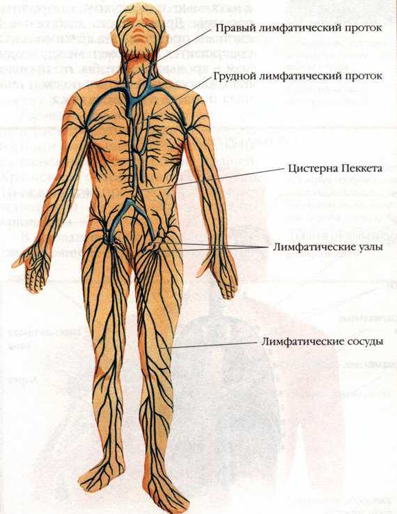 Система Лимфатическая фото