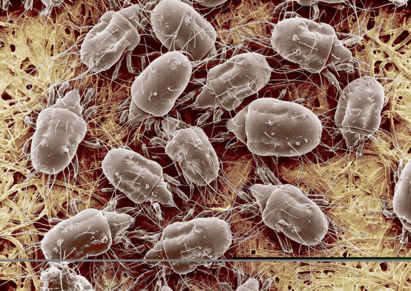 Чесоточный клещ