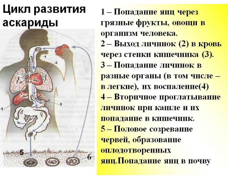 развитие человеческой аскариды