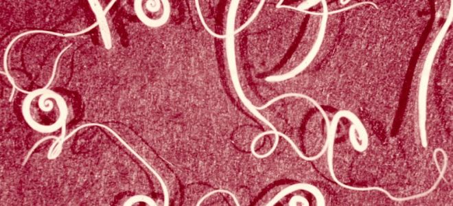 Молоко с чесноком против глистов