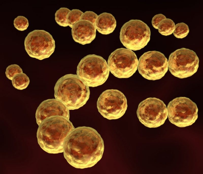 Стрептококи