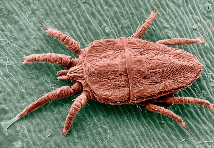 чесоточный клещ