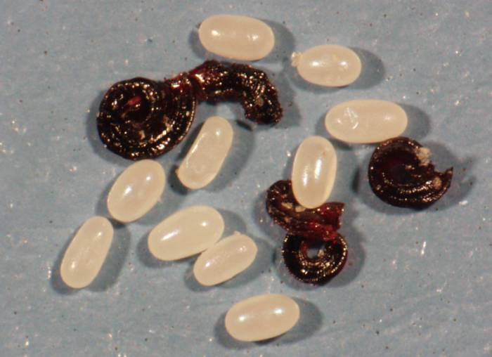 личинки глистов