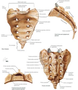 Анатомия крестца Строение костей крестца