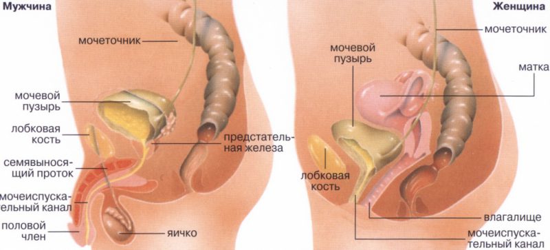 мочеполовой систем