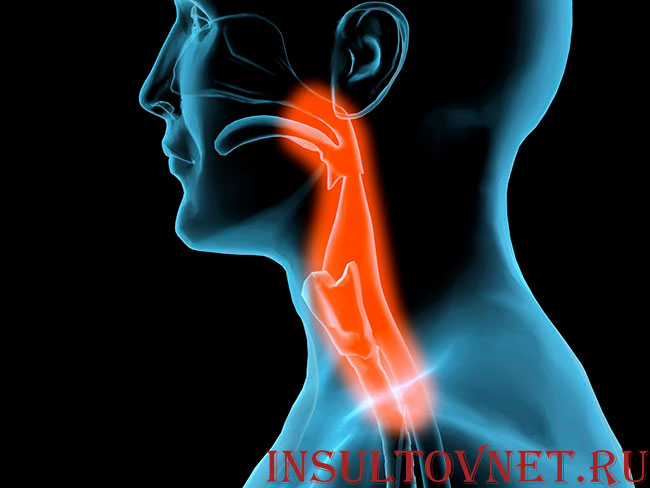 строение гортани