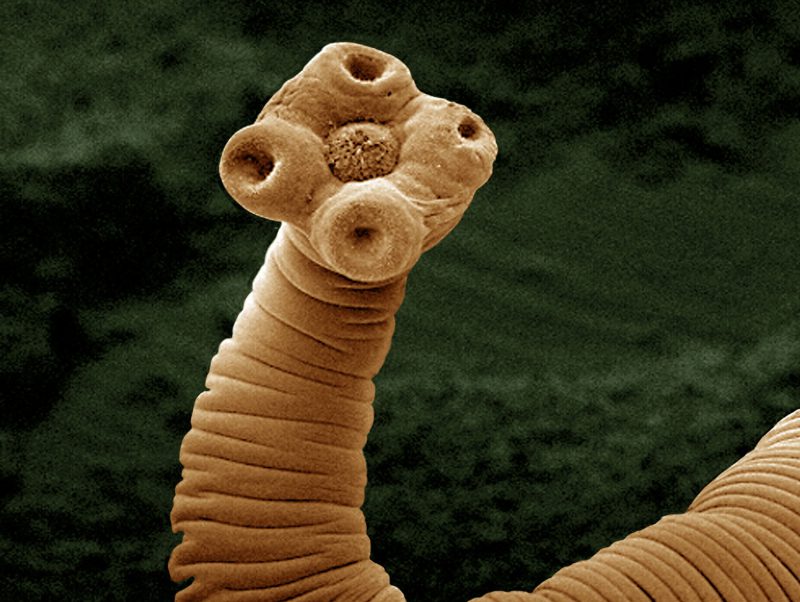 бычий цепень