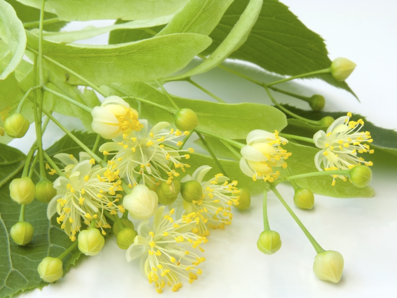 Оганян Марва Вагаршаковна: очищение организма