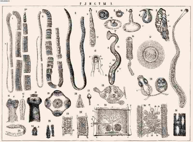 виды глистов у человека