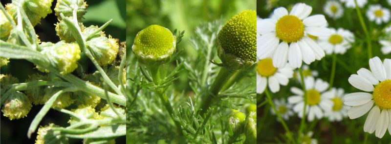отвар из цветков ромашки, листьев полыни, цветков пижмы