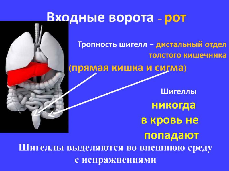 Шигелла Флекснера