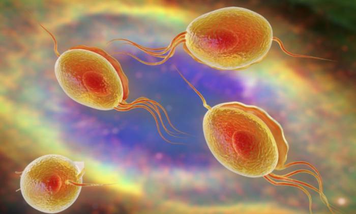 Трихомонада