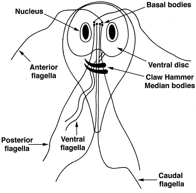 Giardia
