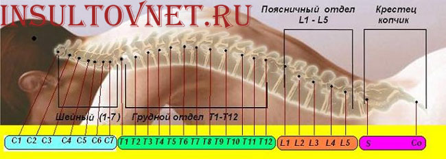 позвоночник