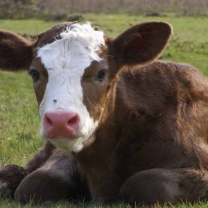 Каким образом происходит заражение сальмонеллезом