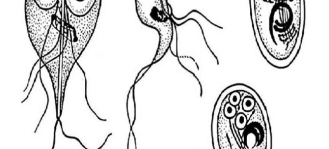 Симптомы, диагностика и лечение хронического лямблиоза