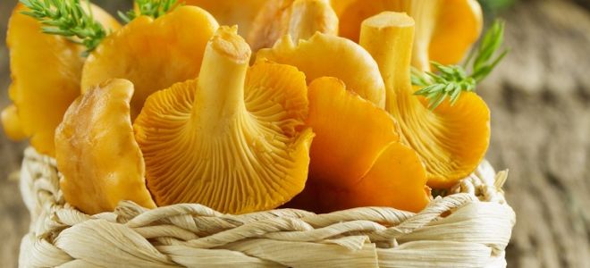 Лисички от паразитов