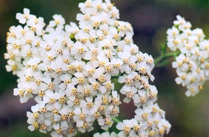 тысячелистник