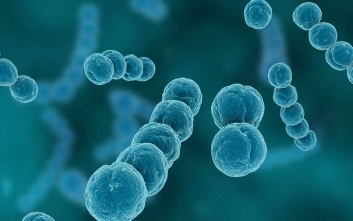 вириданс под микроскопом