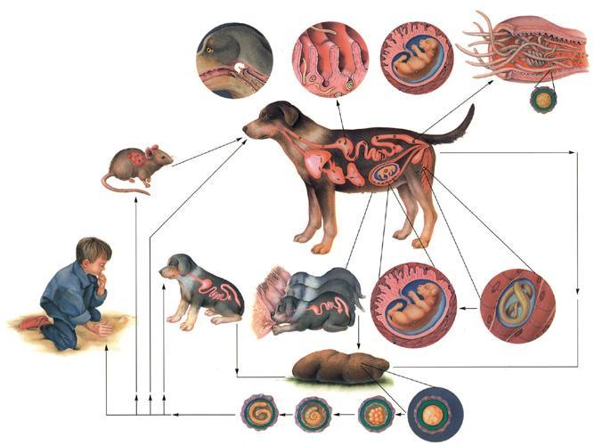 от животного к человеку