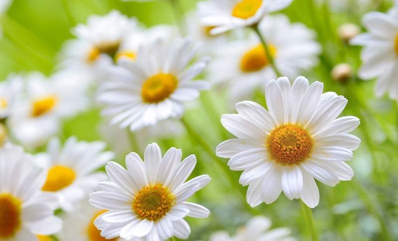 Оганян Марва Вагаршаковна: очищение организма