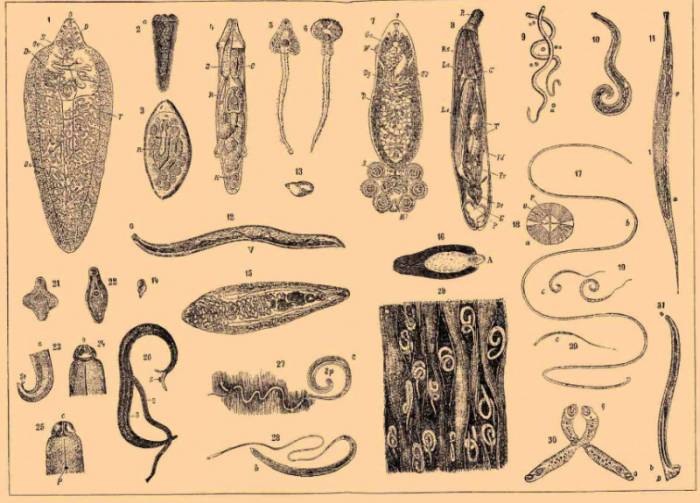 виды гельминтов