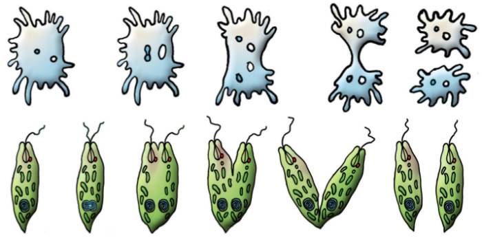 размножение - деление амёбы