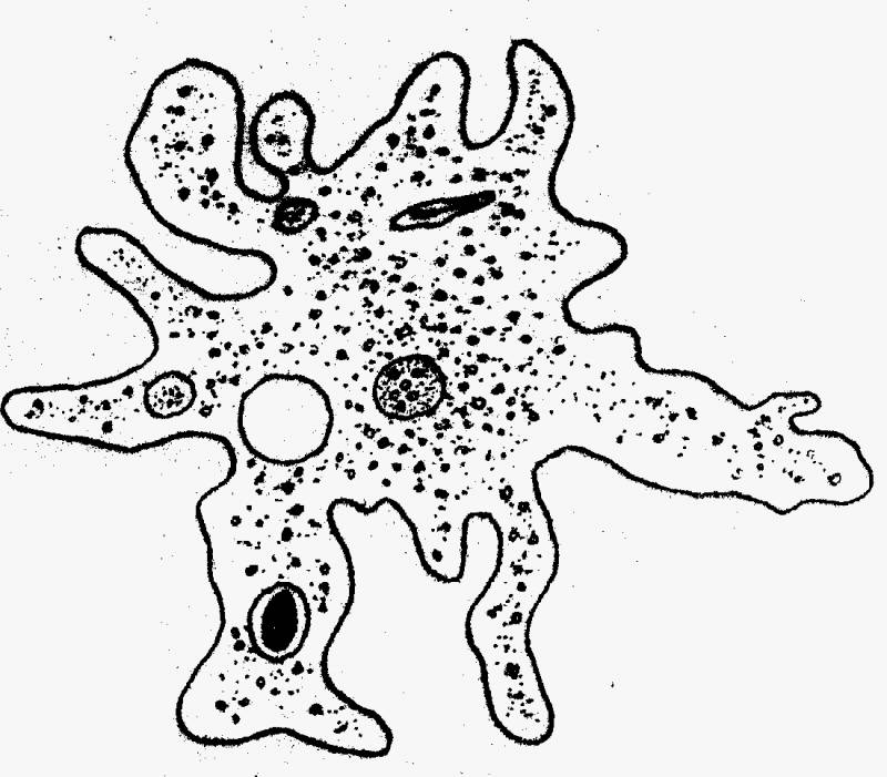 Строение дизентерийной амебы, жизненный цикл