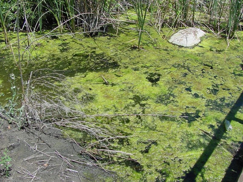 заболоченные места