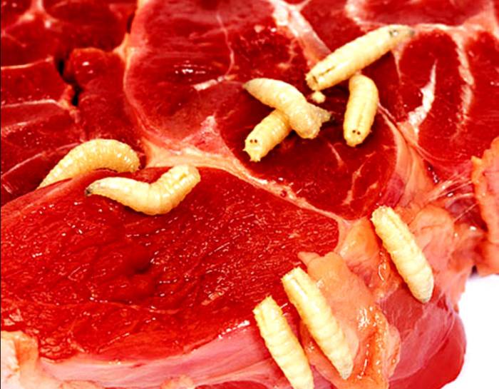 Как избавить ребенка от паразитических червей?