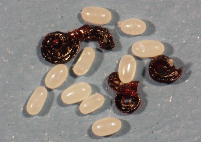 яйца аскарида