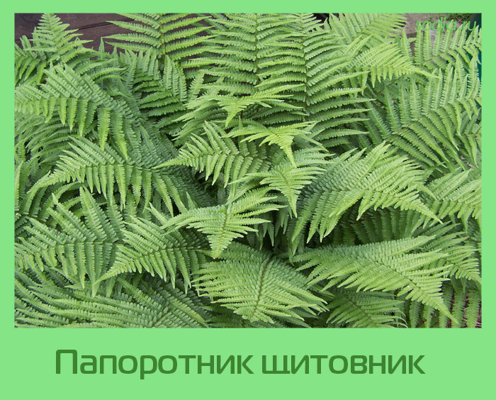 папоротник Щитовник