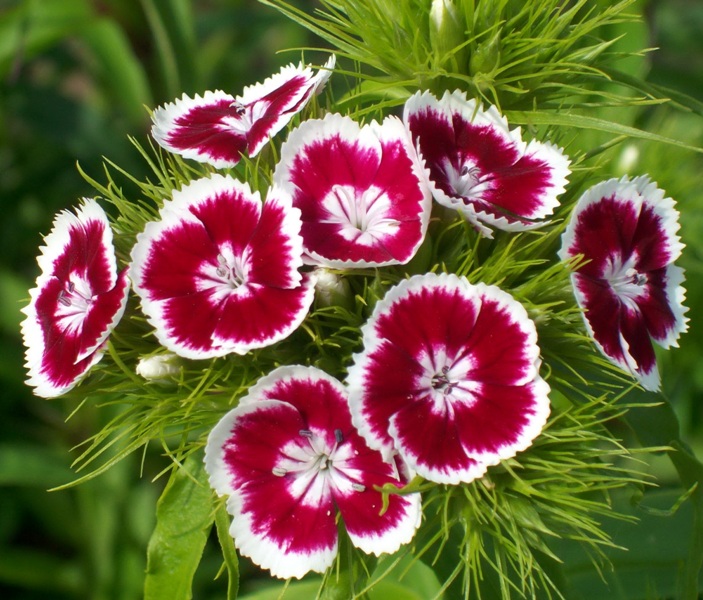 из соцветий гвоздики